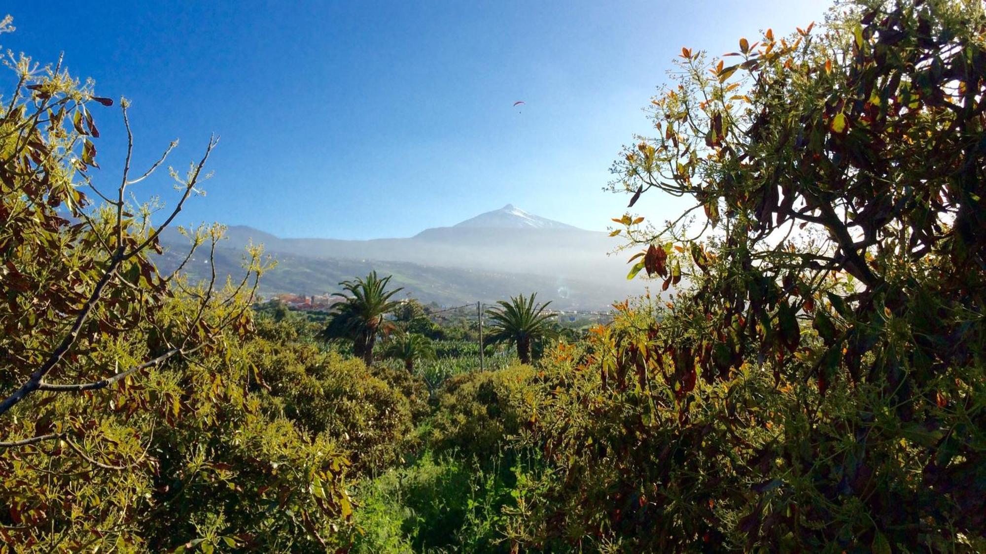 Finca La Plantacion _Agroturismo La Orotava Ngoại thất bức ảnh